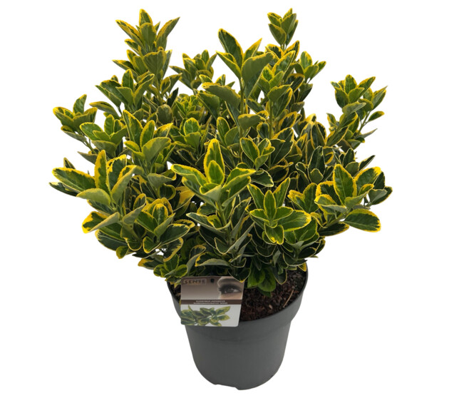 EUONYMUS AUREOMARGINATUS