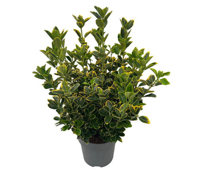 EUONYMUS AUREOMARGINATUS