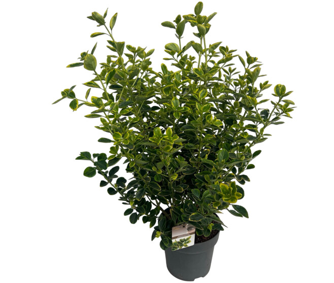 EUONYMUS AUREOMARGINATUS