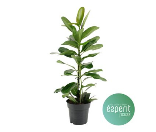 FICUS MICROCARPA SMILE