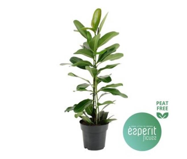 FICUS MICROCARPA SMILE