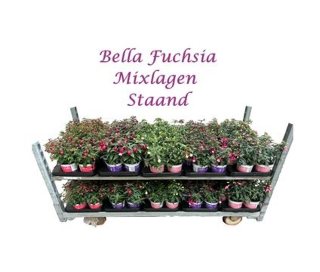 FUCHSIA BELLA VARIE