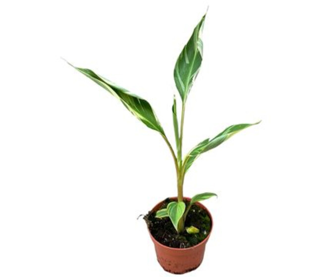 MUSA NONO