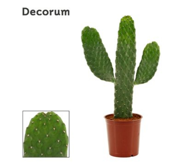 CACTUS OPUNTIA CONSULEA