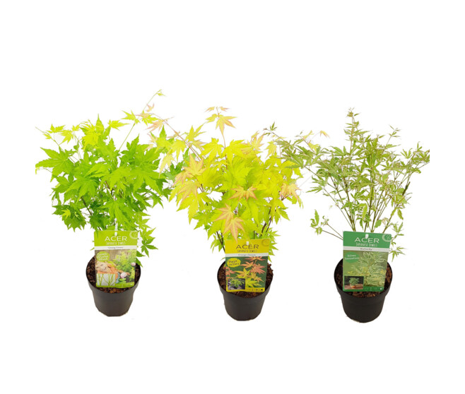 ACER PALMATUM VARIE