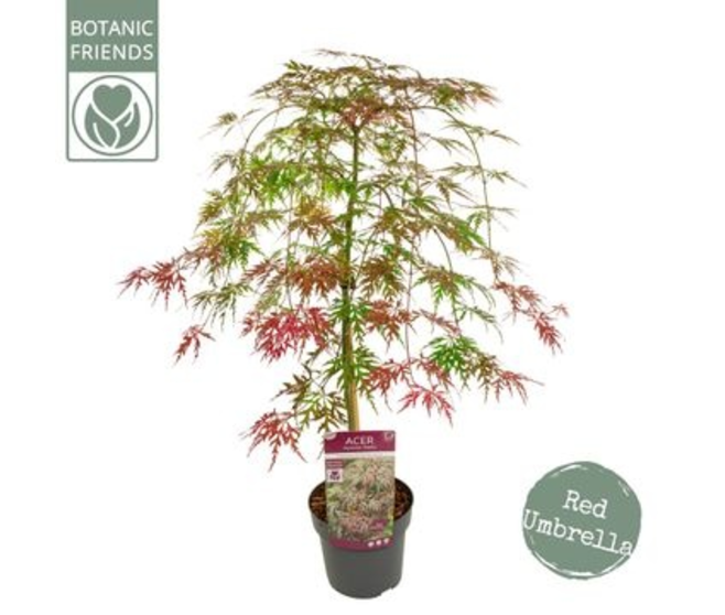 ACER PALMATUM DISSECTUM