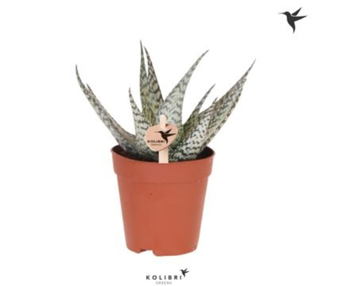ALOE BRONZE LIZARD