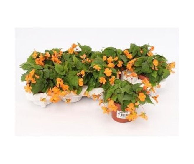 BEGONIA PAPAYA