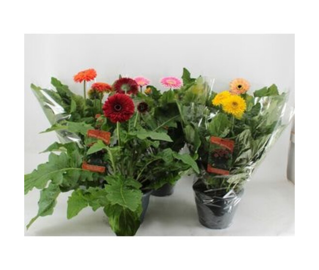 GERBERA PATIO VARIE