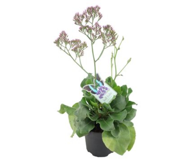 LIMONIUM SALT LAKE
