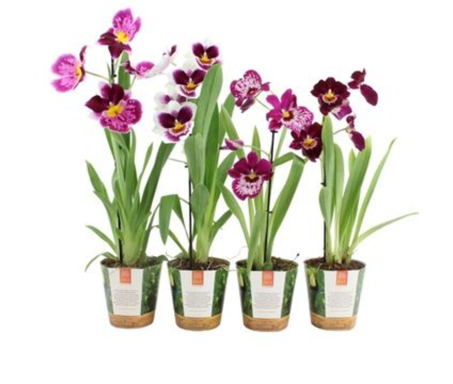 MILTONIA 2BR VIOLET BLANC