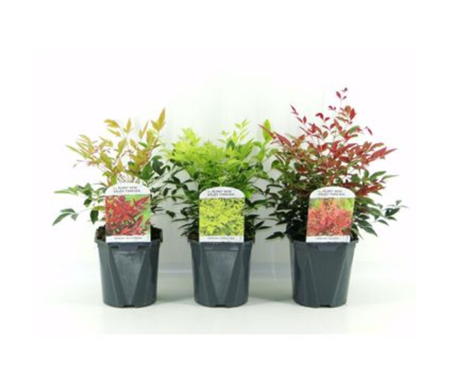 NANDINA DOMESTICA