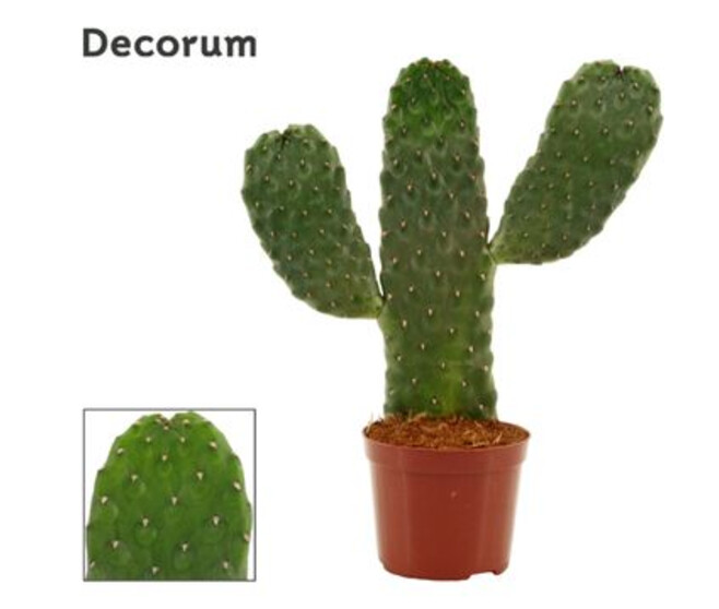 CACTUS OPUNTIA CONSOLEA
