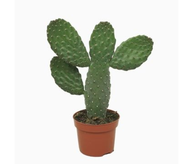 CACTUS OPUNTIA CONSOLEA