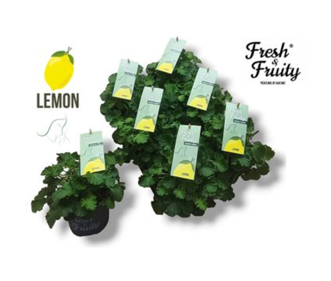 GERANIUM ODORANT LEMON FRESH