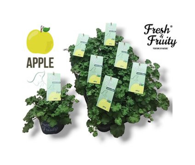 GERANIUM ODORANT APPLE FRESH