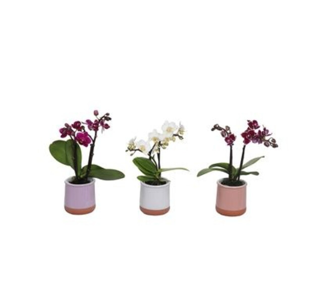 PHALAENOPSIS 2BR VARIE CERAM