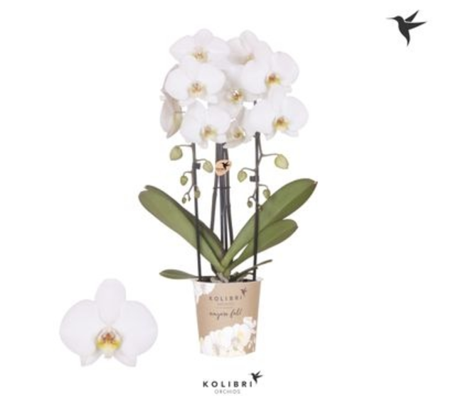 PHALAENOPSIS 2BR BLANC CASCADE