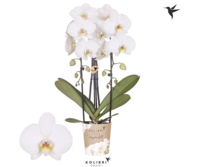 PHALAENOPSIS 2BR BLANC CASCADE
