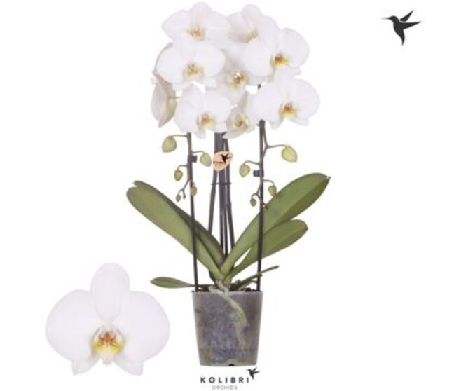 PHALAENOPSIS 2BR BLANC CASCADE