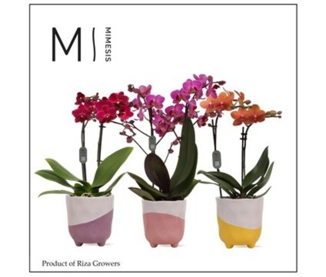 PHALAENOPSIS 2BR VARIE CERAM