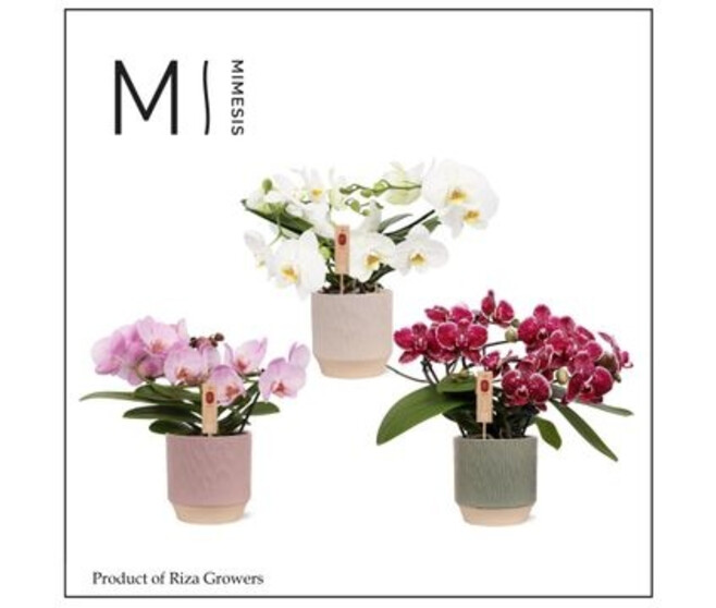 PHALAENOPSIS 2BR VARIE MUSE CERAM