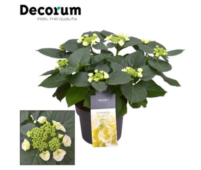 HORTENSIA 7FL+ BENXI BLANC