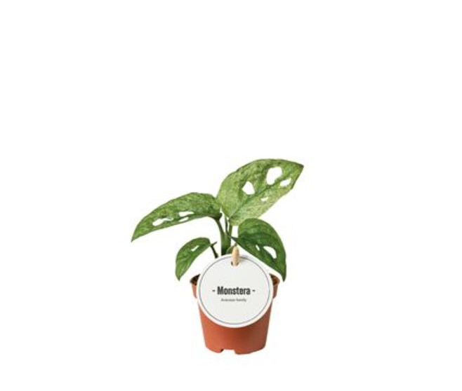 PHILODENDRON MONSTERA ADANSONII
