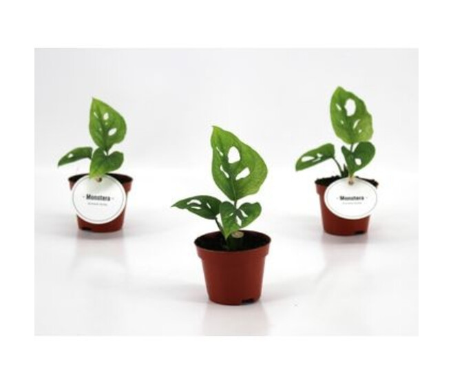 PHILODENDRON MONSTERA ADANSONII