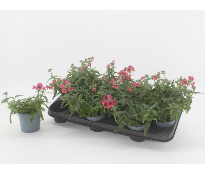 NEMESIA ANGELART RASBERRY