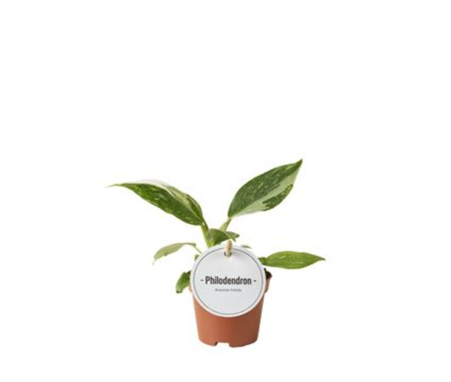 PHILODENDRON WHITE PRINCESS