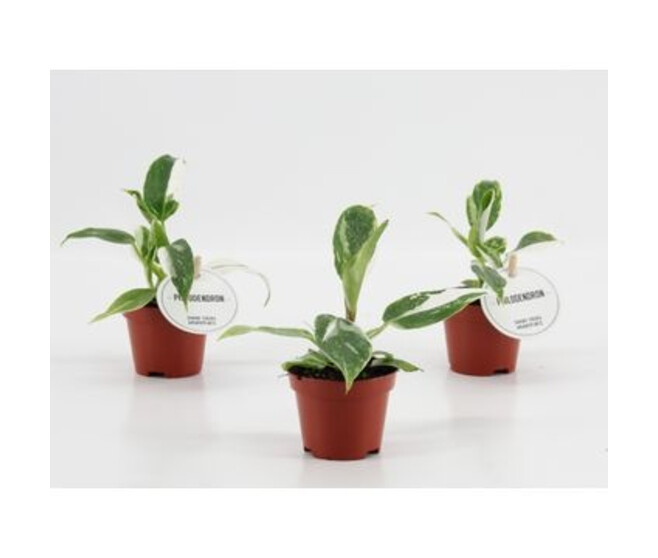 PHILODENDRON WHITE PRINCESS