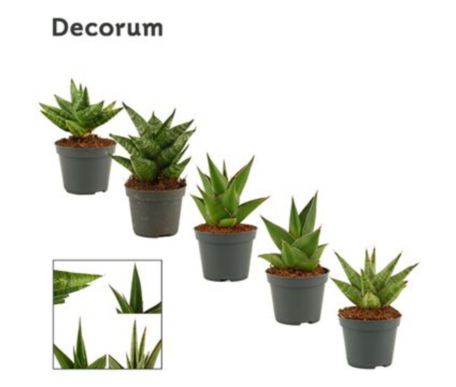 SANSEVIERIA CROWN