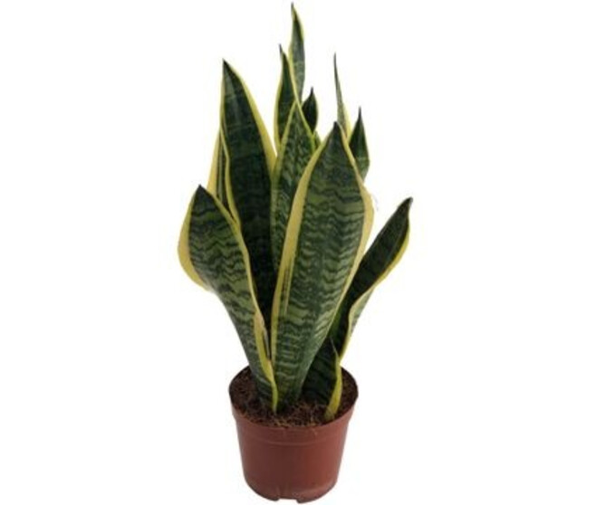 SANSEVIERIA FUTURA SUPERBA