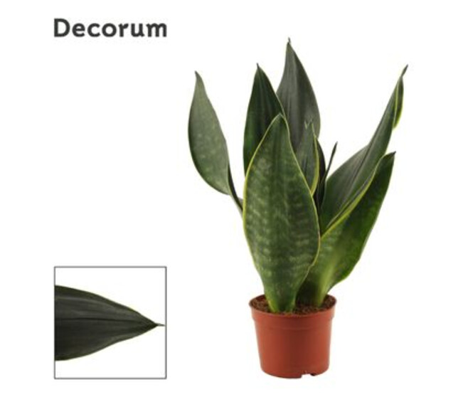 SANSEVIERIA BLACK DIAMOND