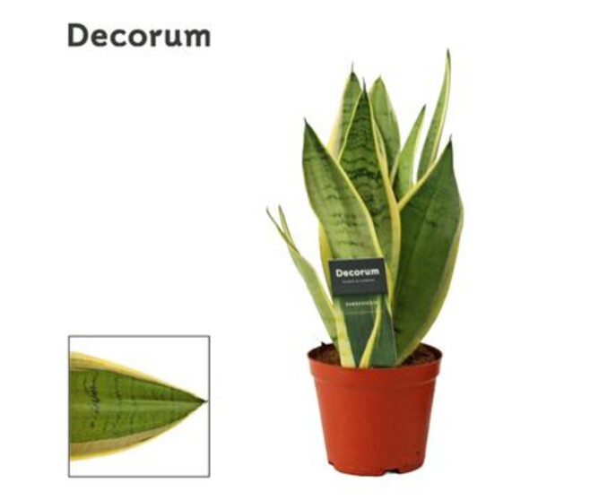 SANSEVIERIA WHITE SNOW