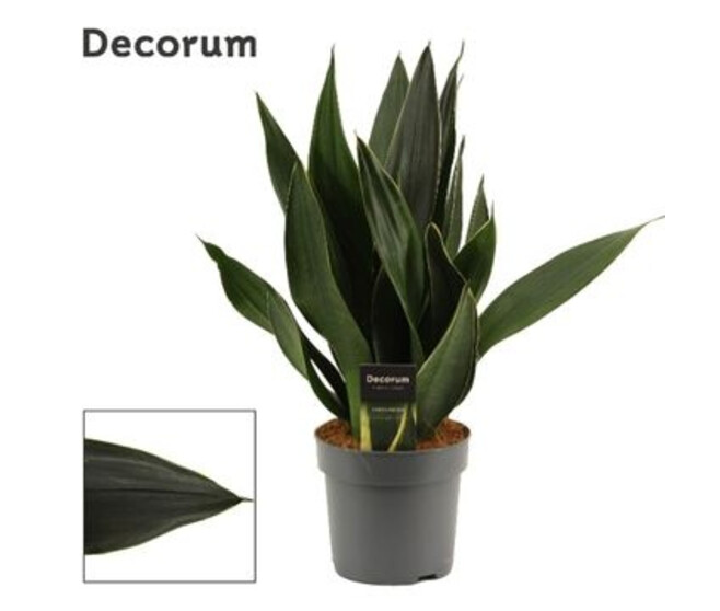 SANSEVIERIA BLACK DIAMOND