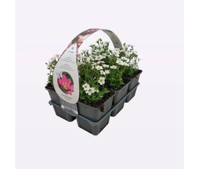 SAXIFRAGE PIXIE