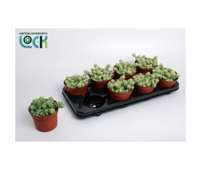 SEDUM BURRITO