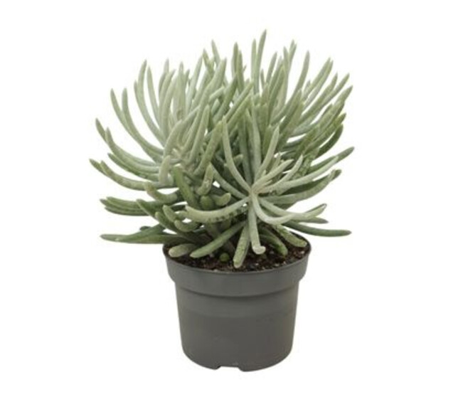 SENECIO SCAPOSUS