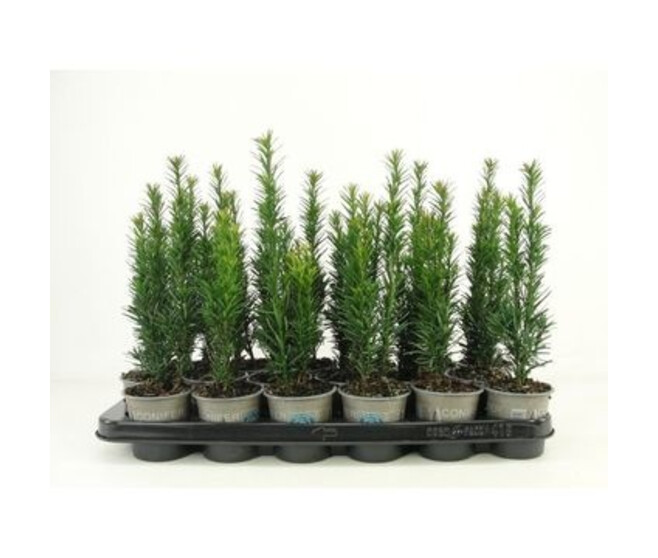 TAXUS BACCATA FASTIGIATA ROBUSTA