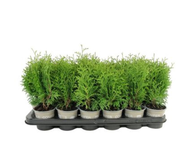 THUJA OCCIENTALIS HOLMSTRUP