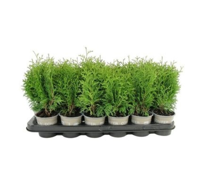 THUJA OCCIENTALIS HOLMSTRUP