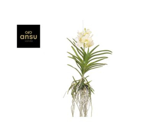 VANDA SUSP