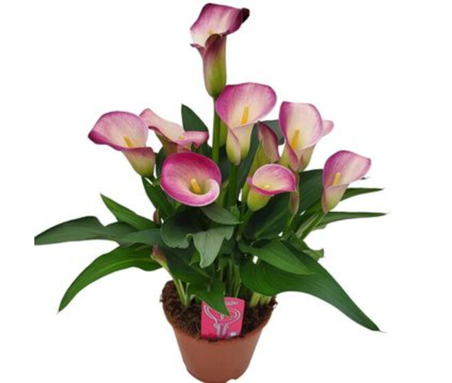 ARUM DYNASTY