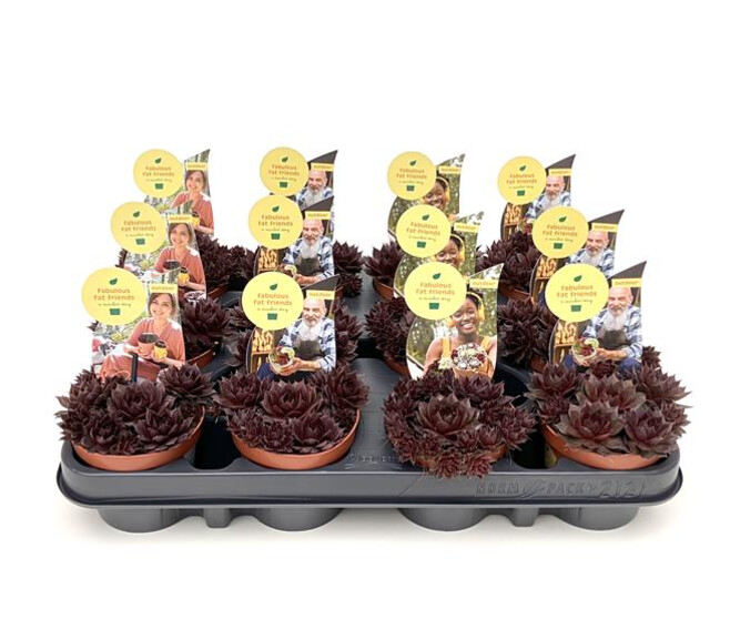 SEMPERVIVUM BLUSHING GARNET
