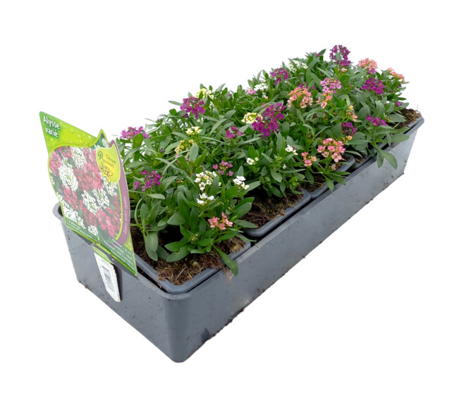 ALYSSUM BQ10