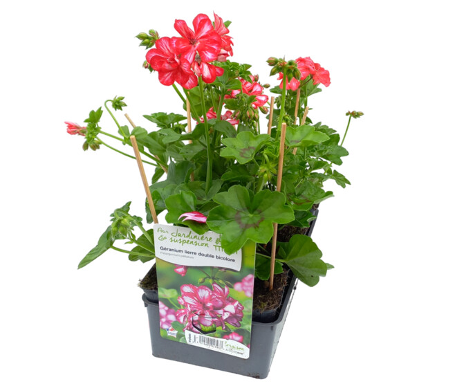 GERANIUM LIERRE DBLE 2COULEURS BQ10