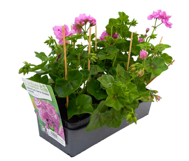 GERANIUM LIERRE DBLE MAUVE BQ10