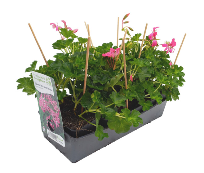 GERANIUM LIERRE SIMPLE 2COULEURS BQ10